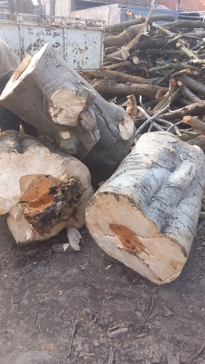قطع ‌خرید چوب باغی|خدمات باغبانی و درختکاری|گلوگاه بابل (گلیا), |دیوار
