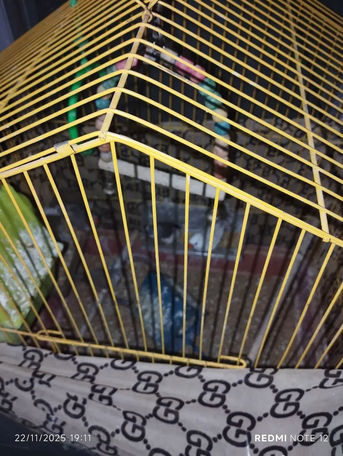 عروس.کوتوله.فنچ|پرنده|شیروان (خراسان), |دیوار