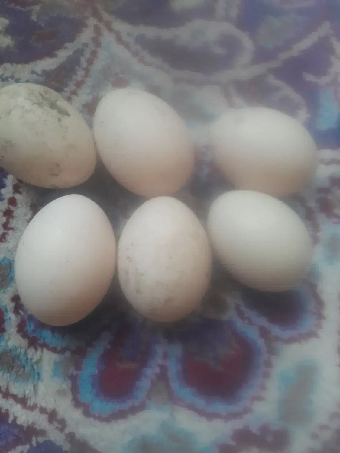 تخم اردک اسرائیلی نطفه دار|حیوانات مزرعه|اردبیل, |دیوار