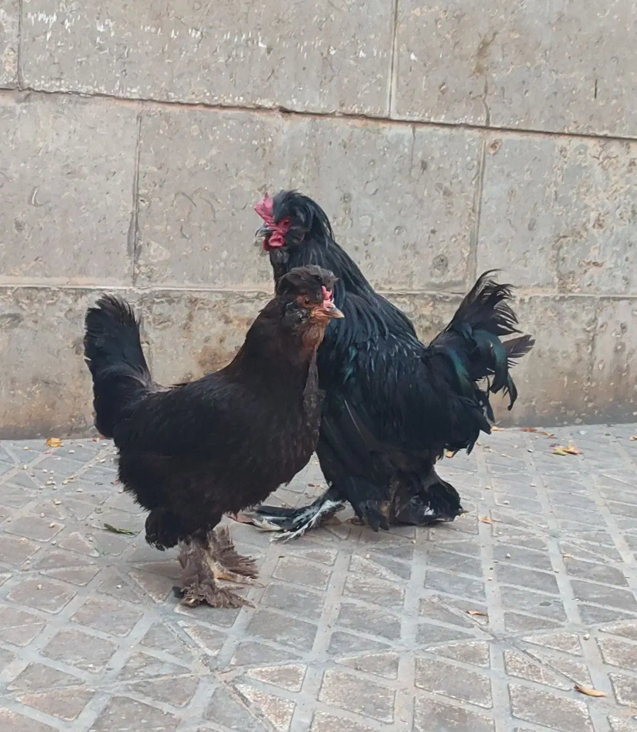 مرغ و خروس سلطان|پرنده|شیراز, شهرک گلشن|دیوار
