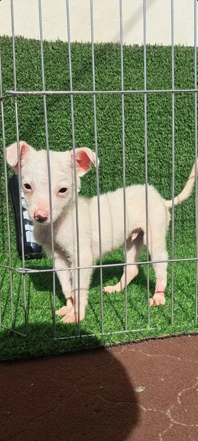 توله سگ شی وا وا جیبی|سگ|گرگان, |دیوار