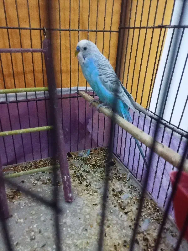 مرغ عشق|پرنده|میاندوآب, |دیوار