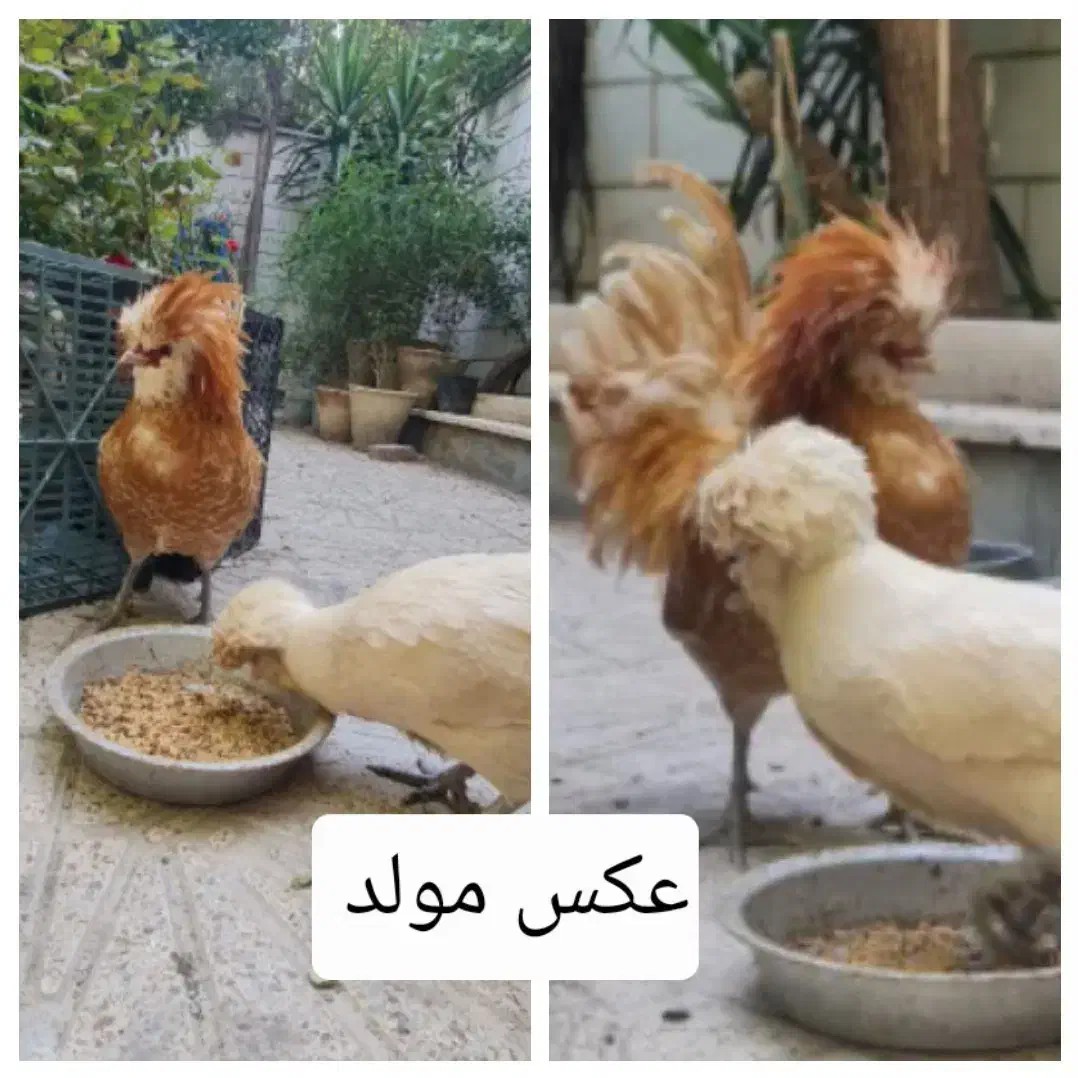 نیمچه خروس پولند بوف|حیوانات مزرعه|تهران, چهارصد دستگاه|دیوار