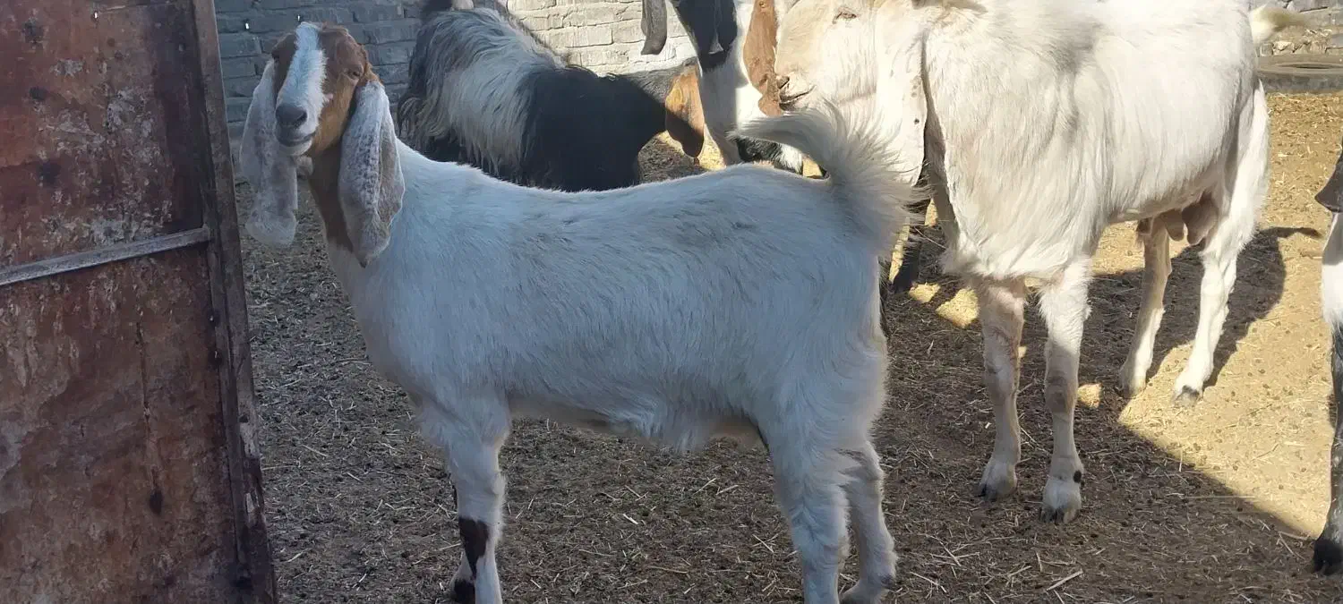بز پاکستانی درجه یک شاه بز|حیوانات مزرعه|تربت‌حیدریه, بوستان باغ ملی|دیوار