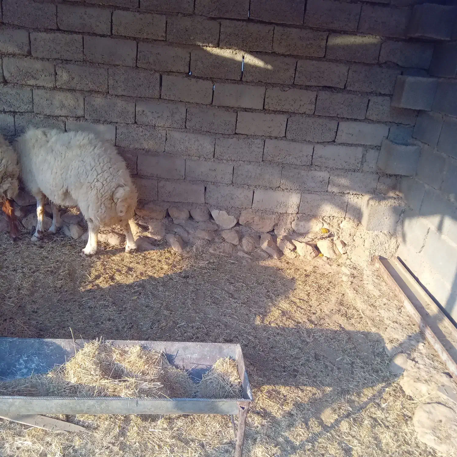 فروش قوچ وبره|حیوانات مزرعه|دهلران, |دیوار