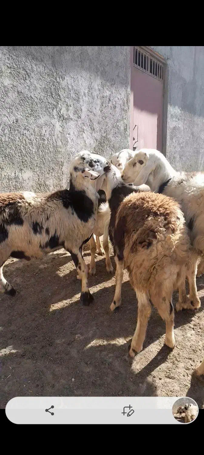 بره نر افشاری|حیوانات مزرعه|زند, |دیوار