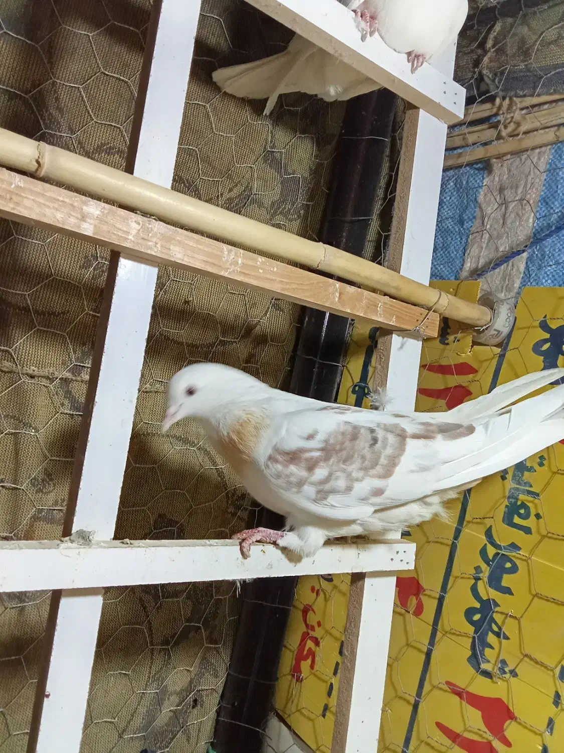 زوردار|پرنده|ایوان, |دیوار