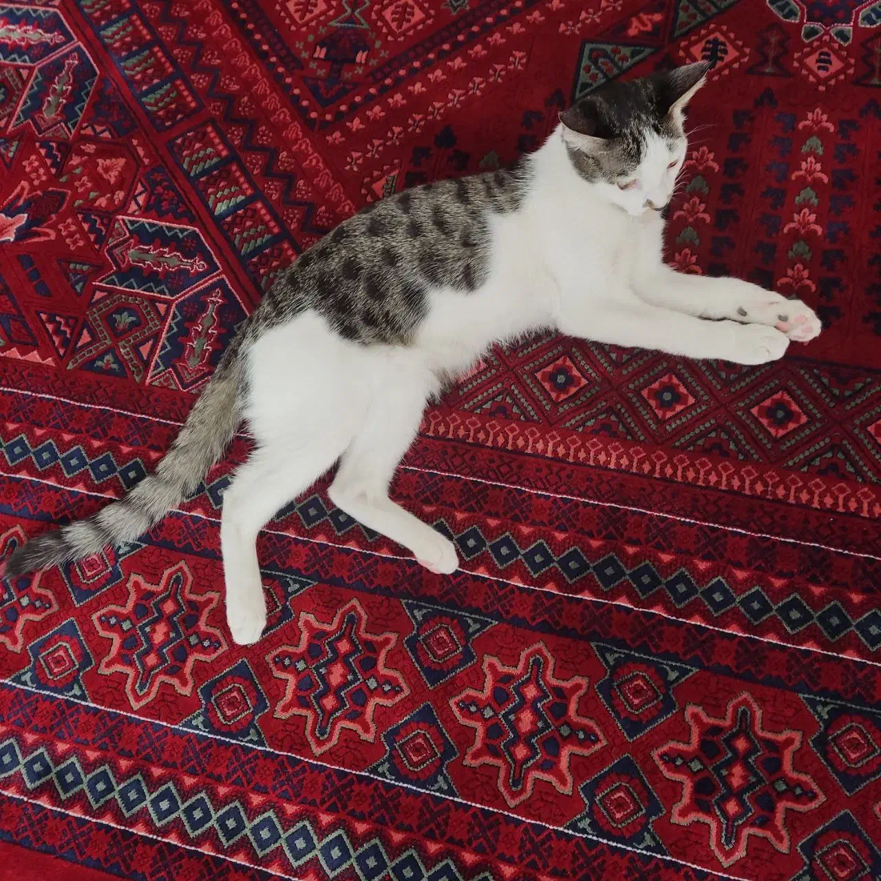 گربه گمشده|گربه|زنجان, |دیوار