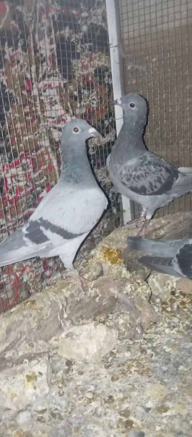 طوق الماسی وجوجه پلاکی|پرنده|طبس, |دیوار