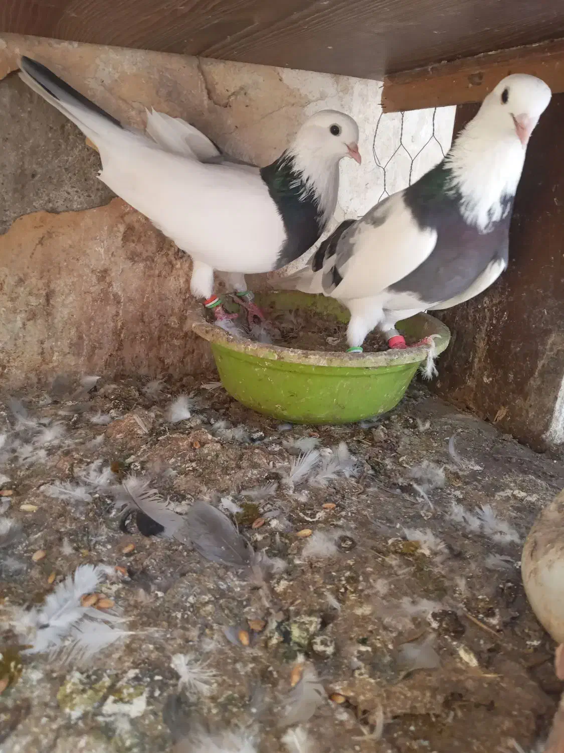 کبوتر پرشی دهنجور|پرنده|جویبار, |دیوار