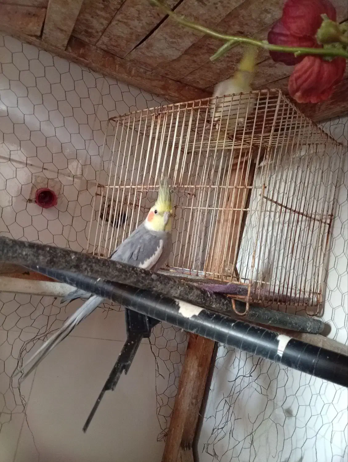 عروس هلندی|پرنده|طرقبه, |دیوار