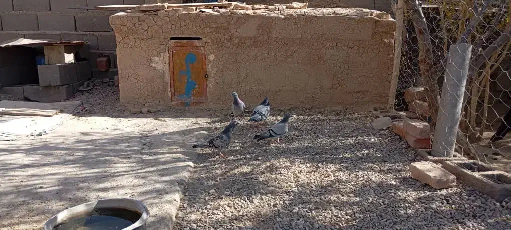 کبوتر|پرنده|خاش, |دیوار