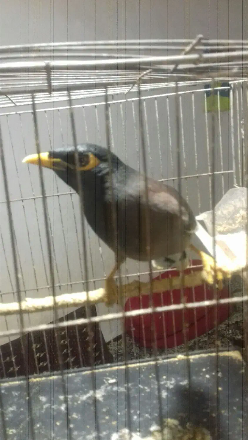 مرغ مینا نره. سخنگو است|پرنده|زرندیه, |دیوار