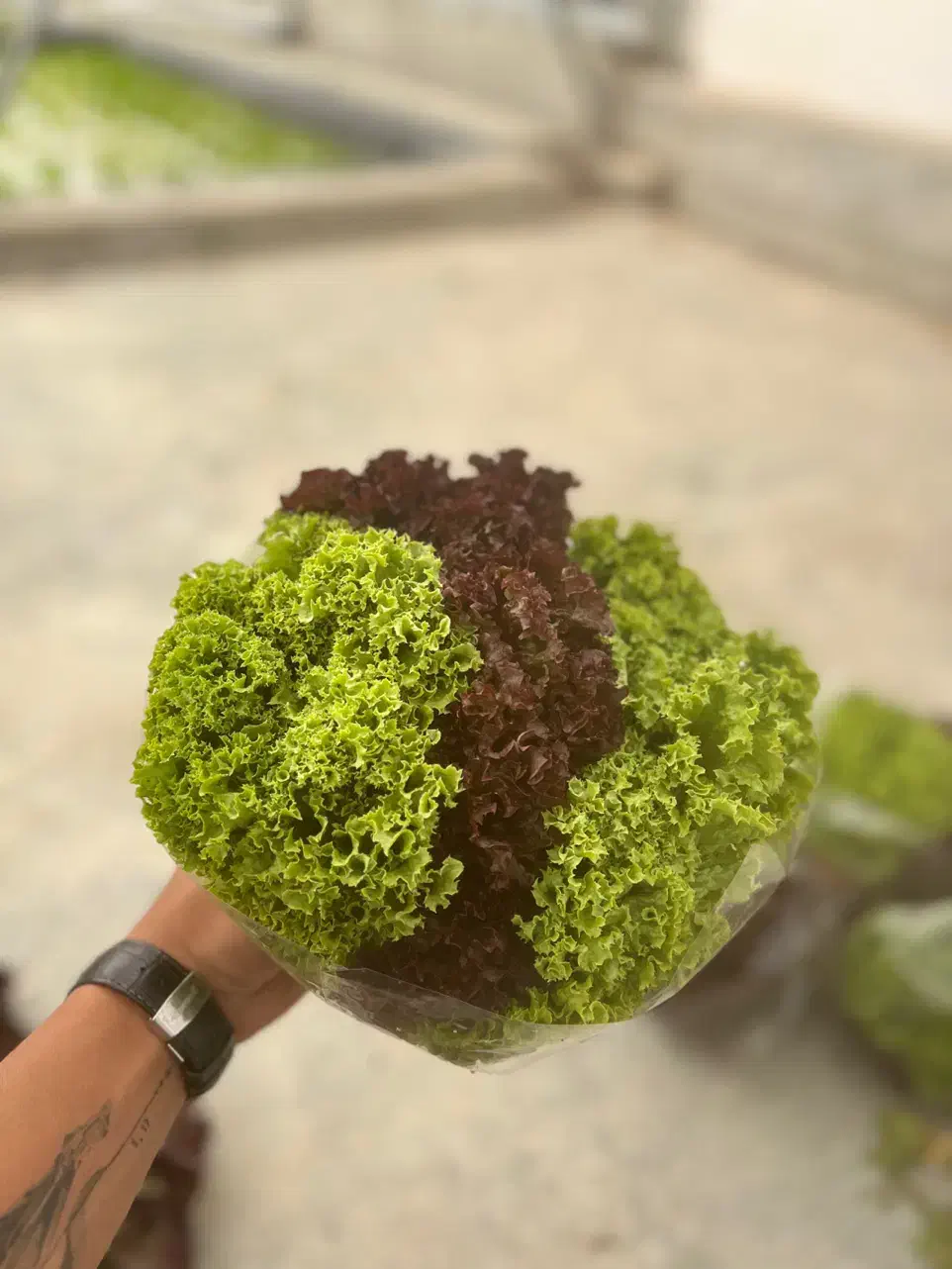 کاهو فرانسوی و بیبی اسفناج هیدرپونیک|خوردنی و آشامیدنی|اصفهان, جی شیر|دیوار