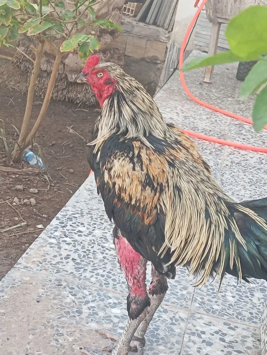 خروس لاری اصیل|عمدهفروشی|بم, |دیوار