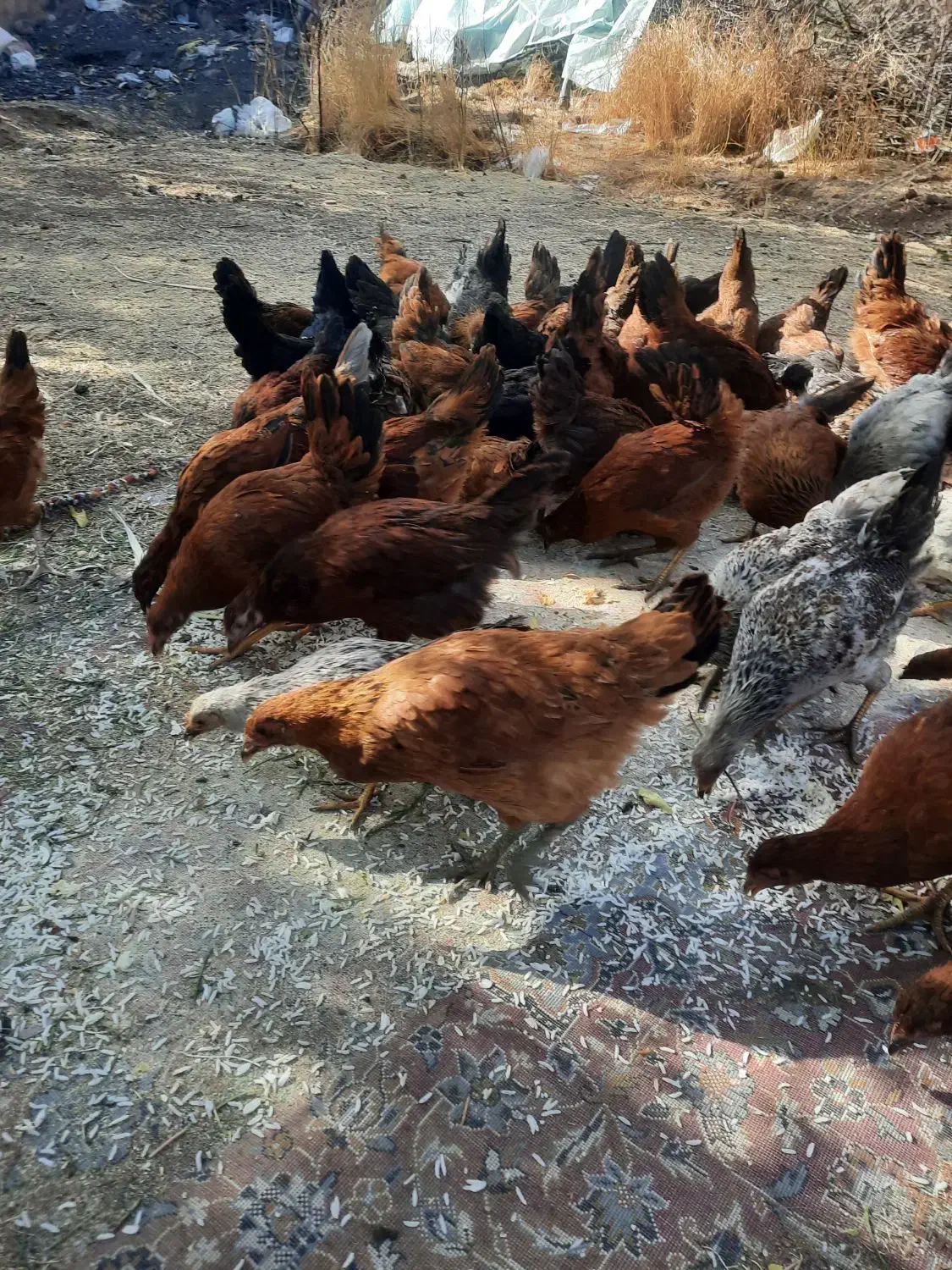 مرغ و خروس ۵ تا ۶ ماهه|حیوانات مزرعه|الشتر, |دیوار