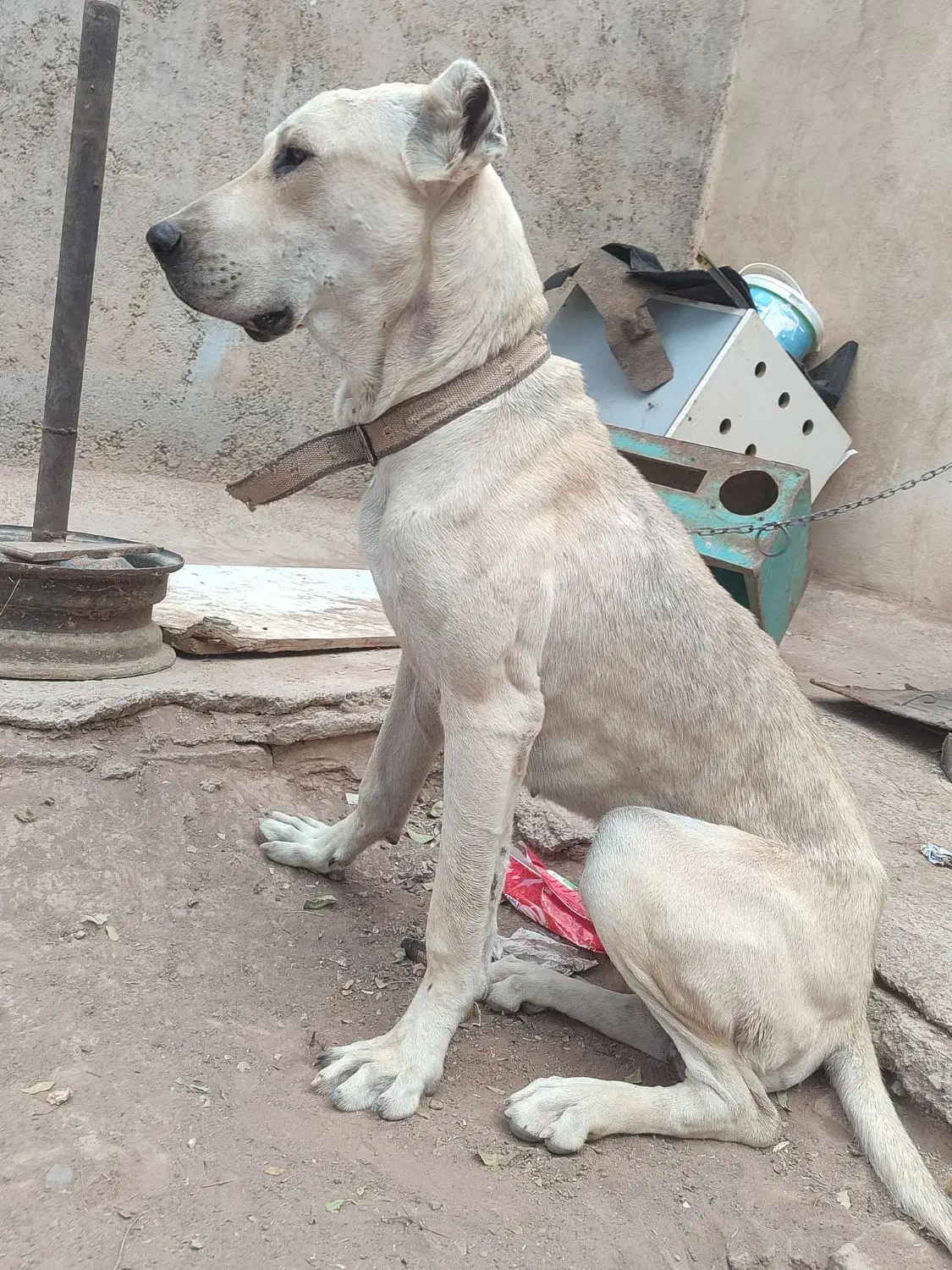 گوشی و سگ سراب معاوضه|موبایل|اشتهارد, |دیوار