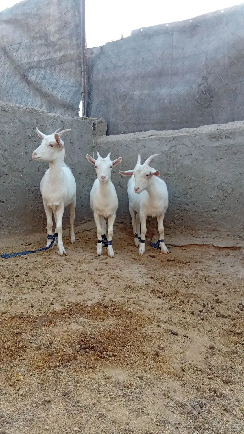 بزسانن بزغاله اصل|حیوانات مزرعه|خواف, |دیوار