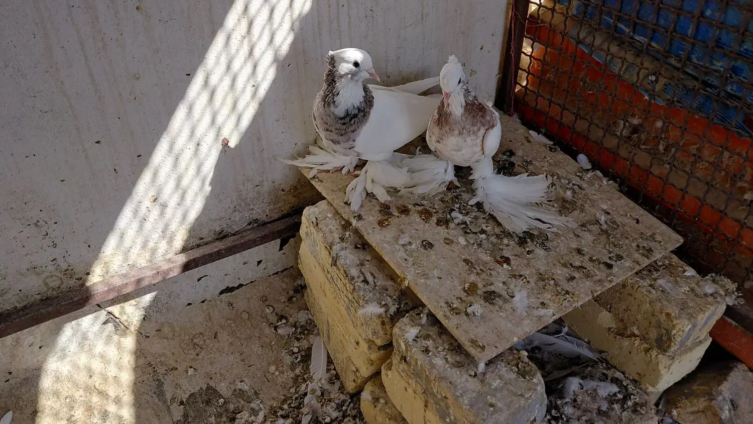 فروش کبوتر|پرنده|کوخرد هرنگ, |دیوار