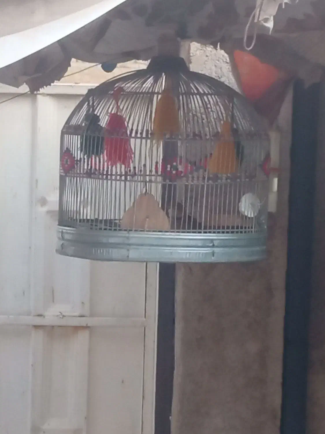 قناری، دهن زن، سهره قناری، و مرغ محلی، معاوضه|پرنده|شیراز, کوشک میدان|دیوار