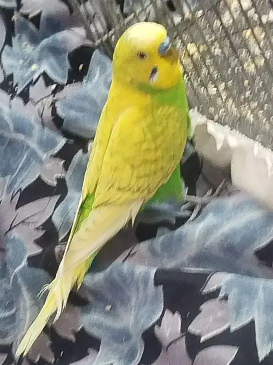 کوتوله برزیلی و مرغ عشق|پرنده|مشهد, شهرک مهرگان|دیوار