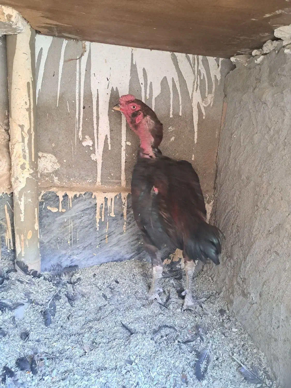 لاری|حیوانات مزرعه|پاکدشت, شهرک امام رضا|دیوار