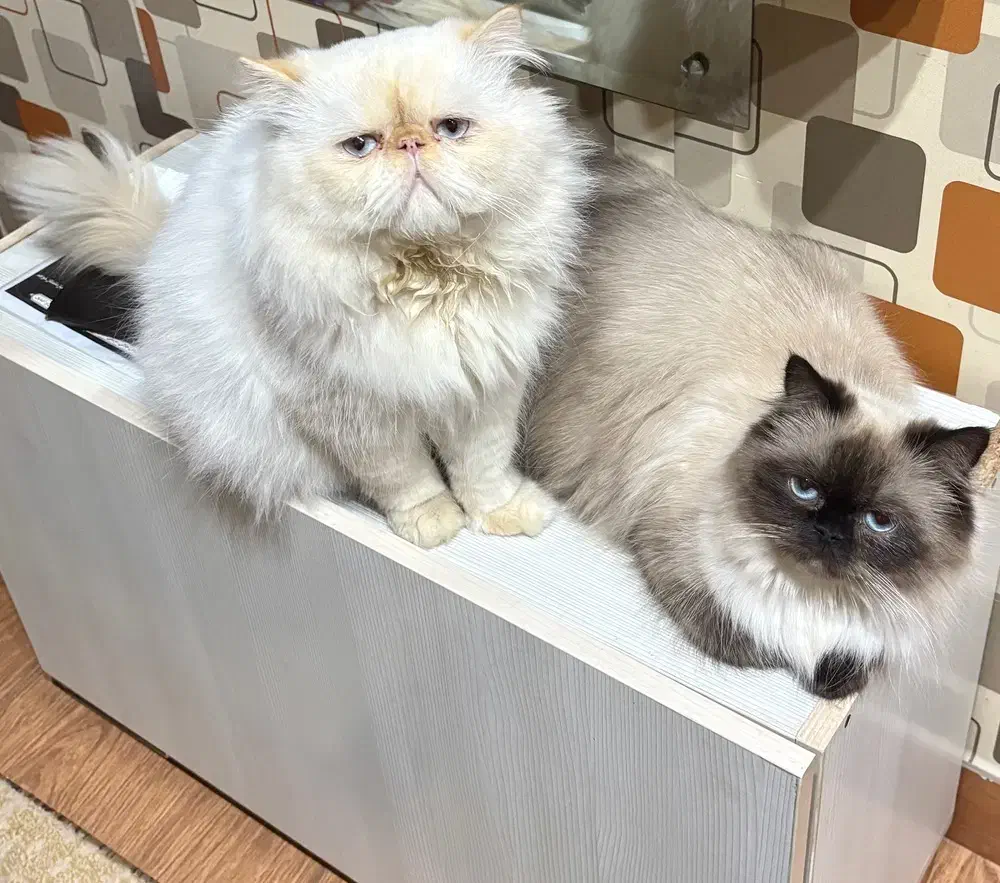 گربه پرشین|گربه|رشت, کوی عرفان|دیوار