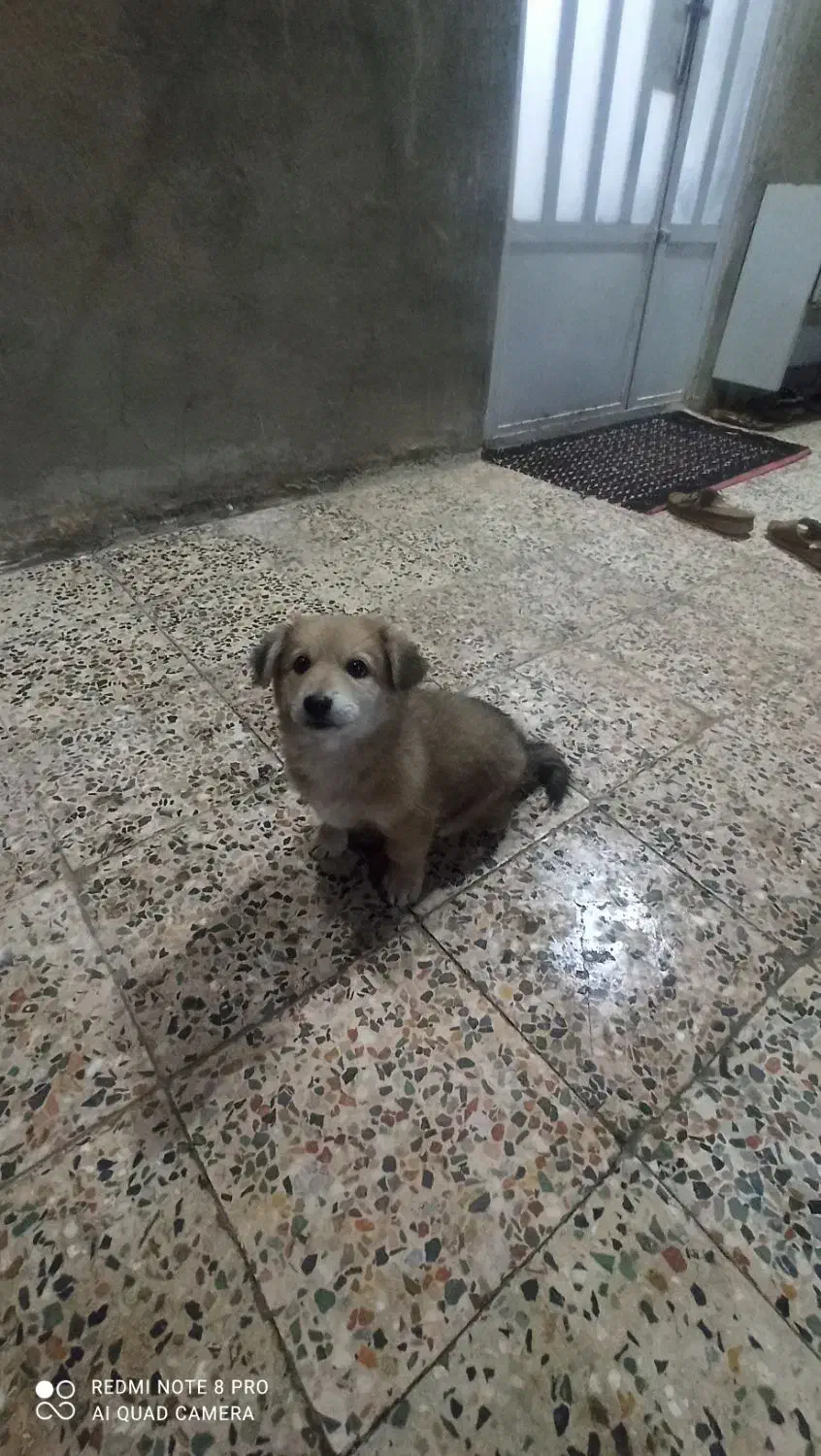 توله پامرنرمعاوضه باکبوتر|سگ|خرمآباد, |دیوار