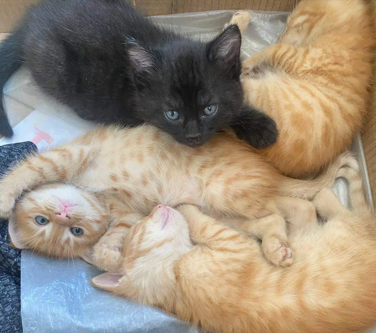 گربه|گربه|رشت, نامجو|دیوار