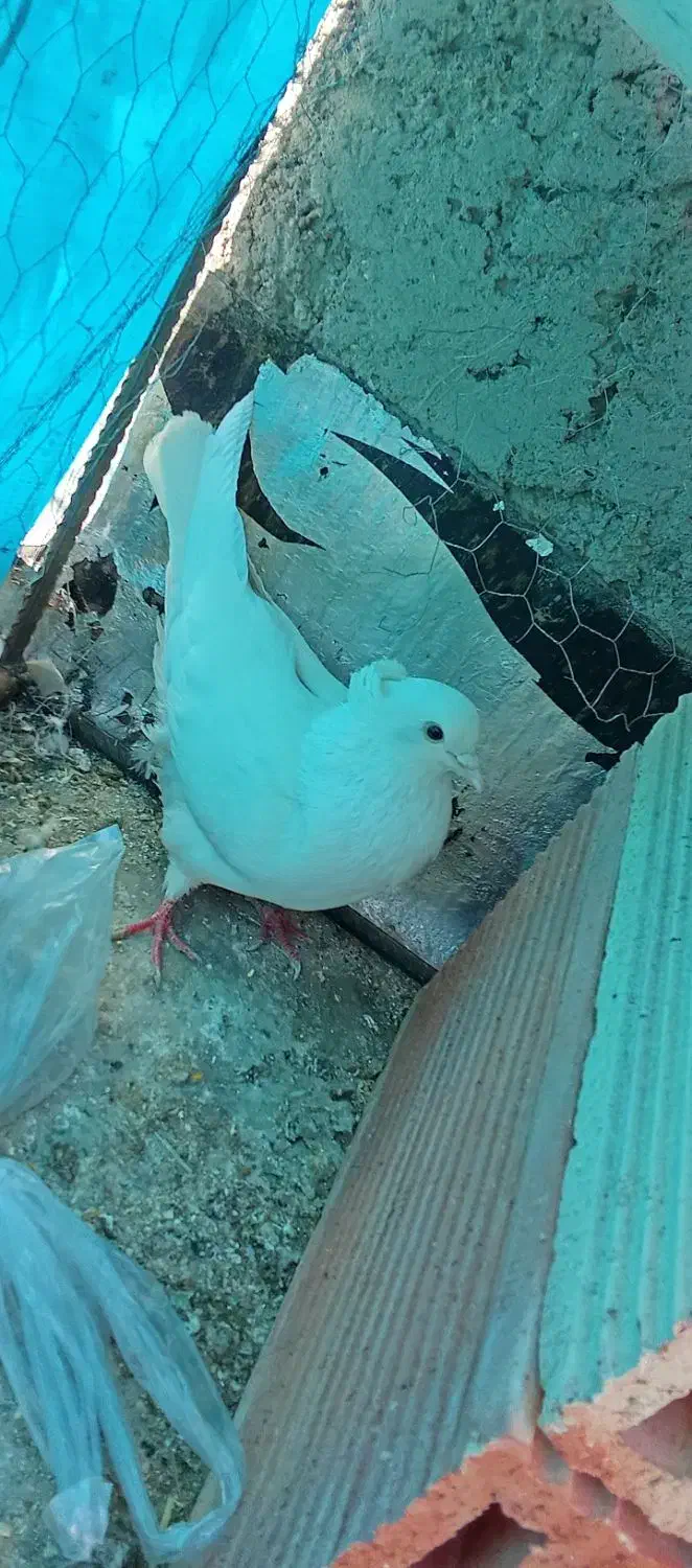 کبوتر سالم|پرنده|فرمهین, |دیوار