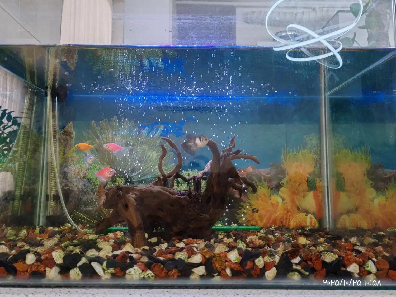 آکواریوم شیشه خم|ماهی|محمدیه-قزوین, |دیوار