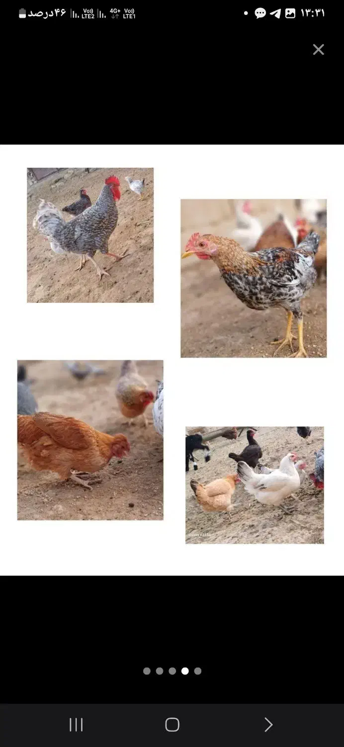 تخم مرغ نطفه دار تضمینی مرغ و خروس فروشی هم هس|حیوانات مزرعه|شیراز, باهنر|دیوار