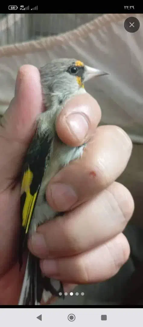 سهره ( دستک )|پرنده|لاهیجان, کوی خزر|دیوار