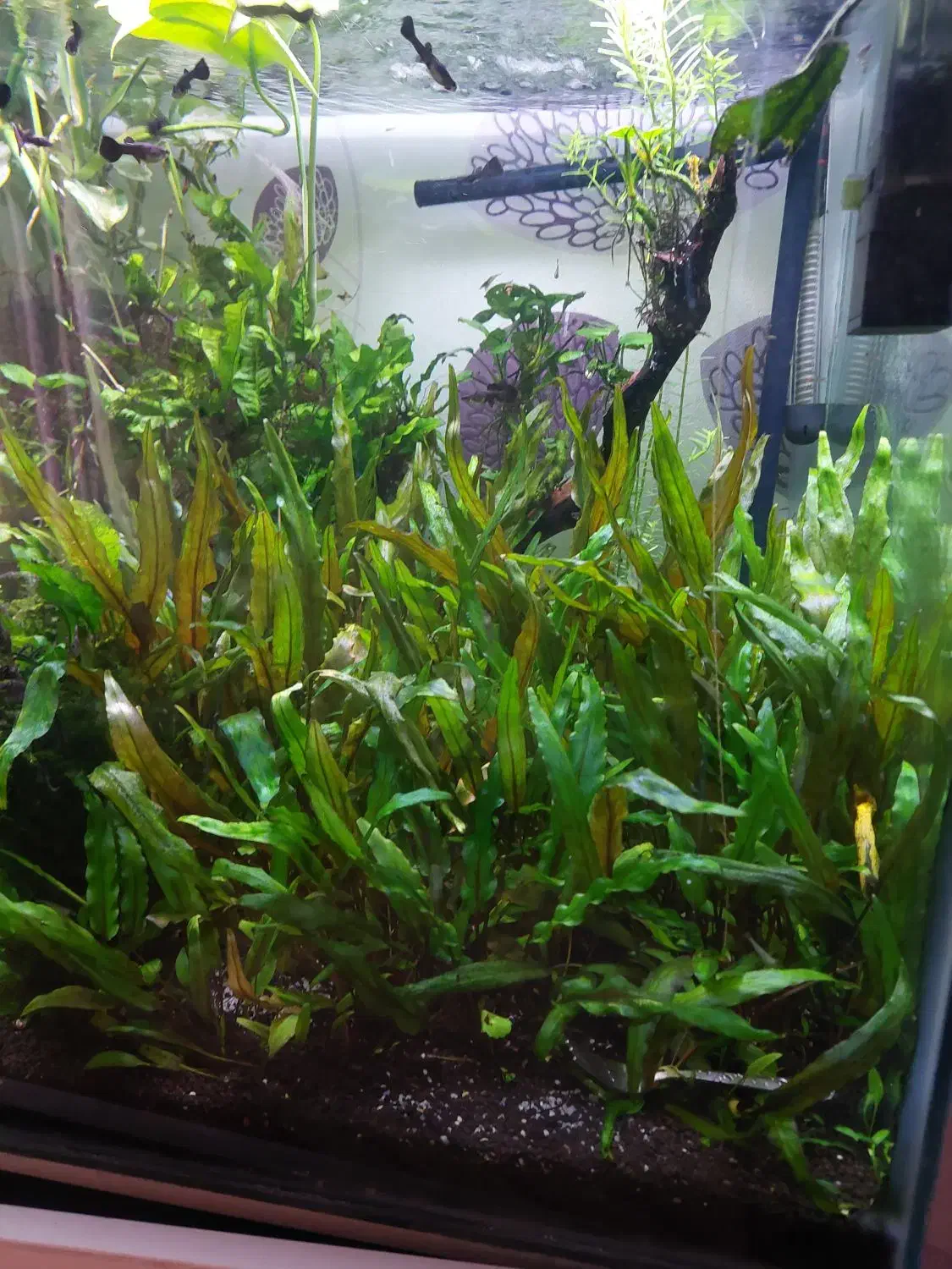 گیاه اکواریومی و غذا زنده|ماهی|شیراز, غدیر شمالی|دیوار