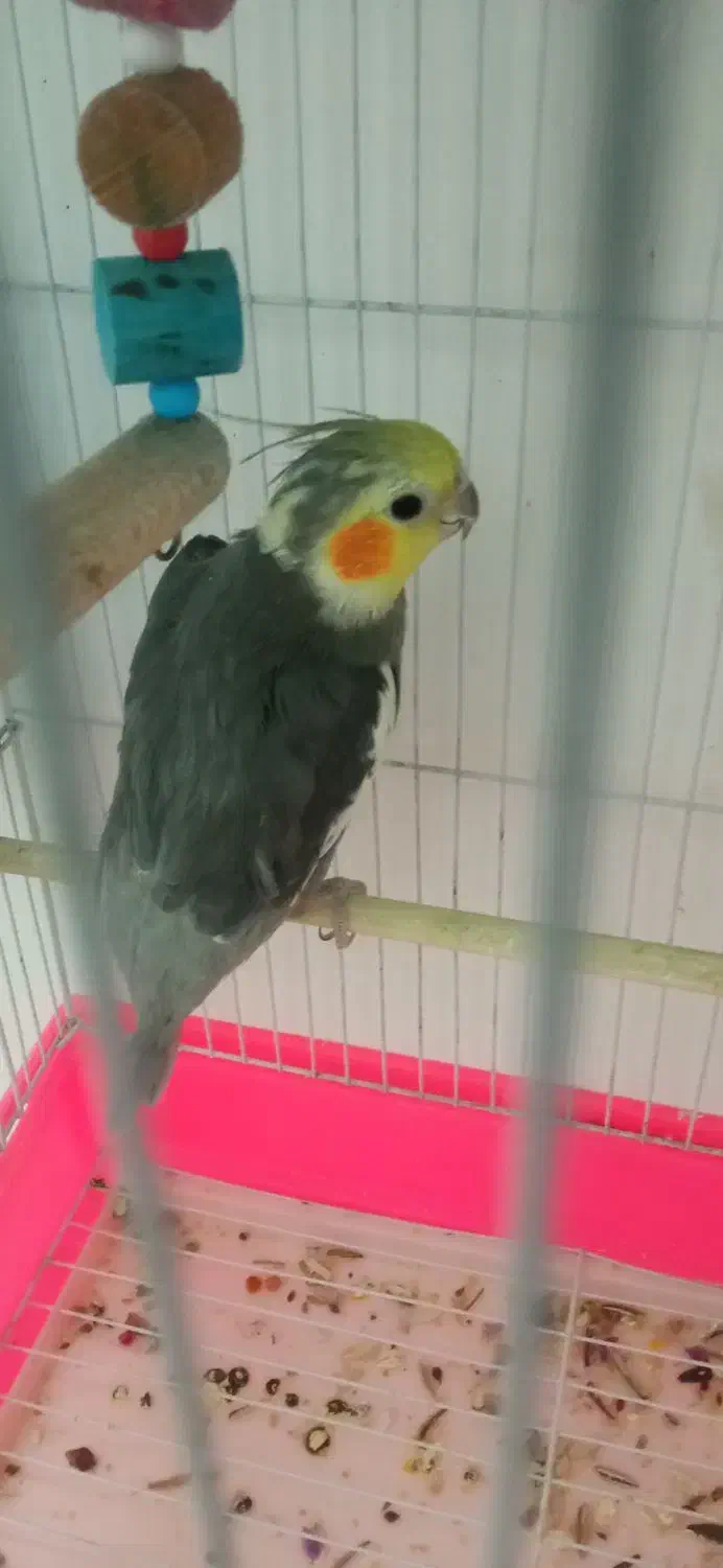 عروس هلندی سخن گو معاوضه با مرغ محلی|پرنده|بیرجند, |دیوار