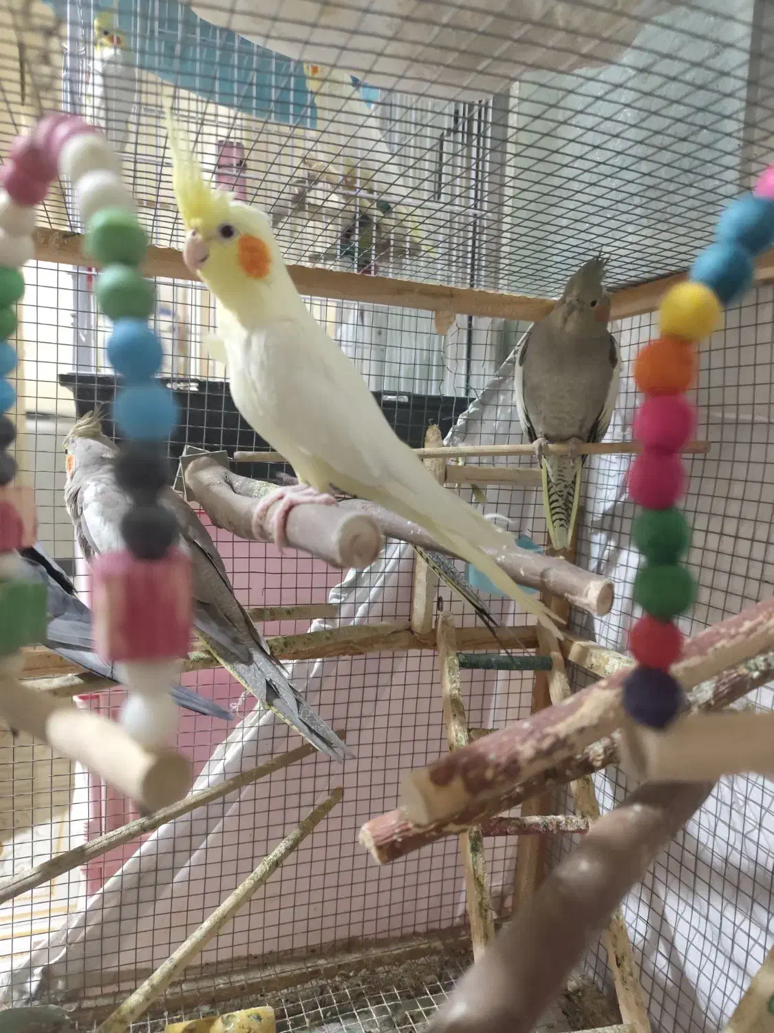 عروس هلندی|پرنده|بندر ماهشهر, |دیوار