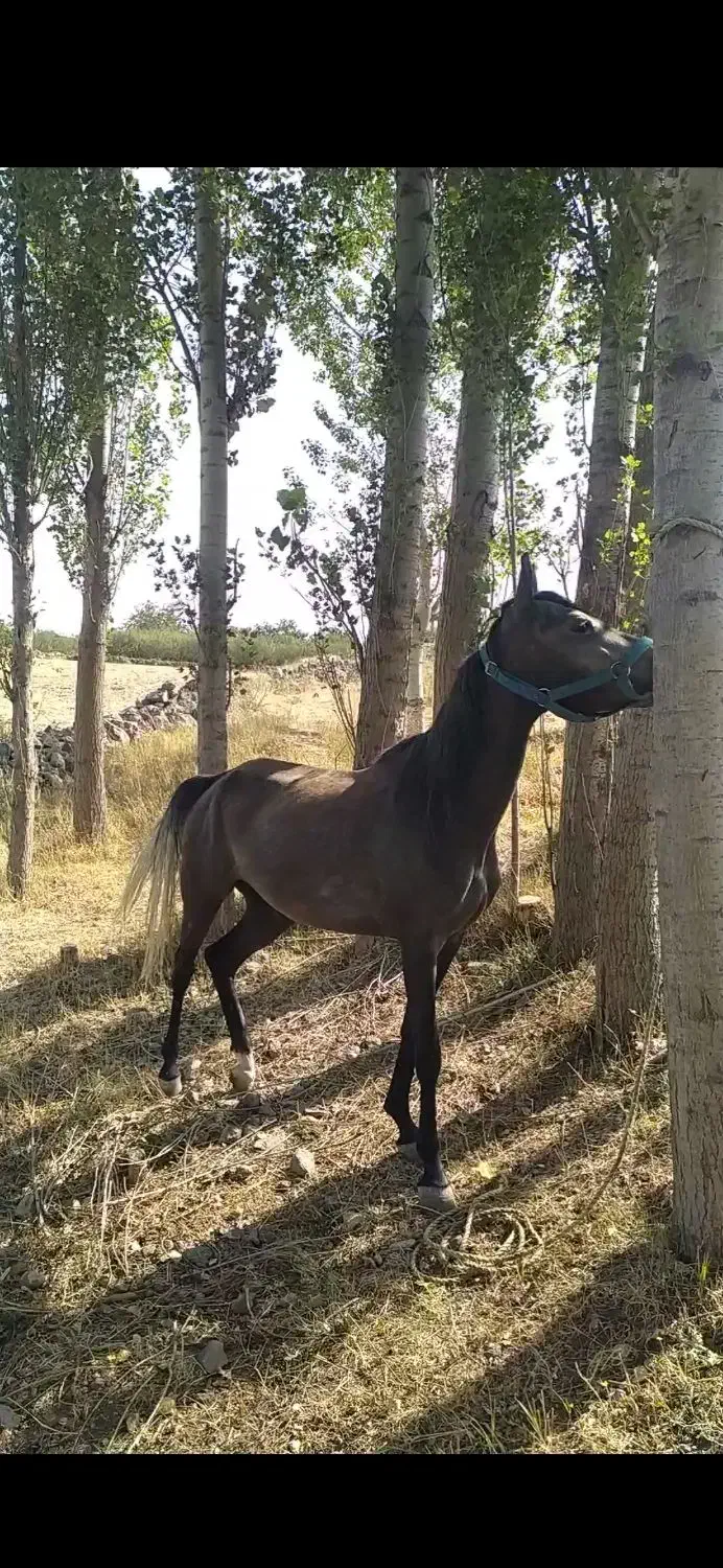 مادیان کرد|اسب و تجهیزات اسب‌سواری|مشگین شهر, |دیوار