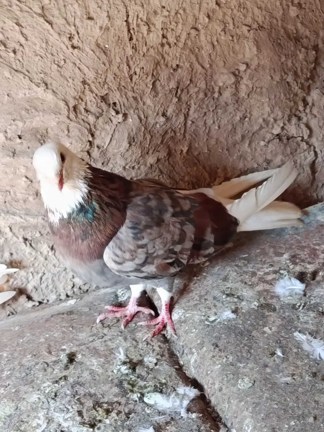 کبوتر|پرنده|جلفا, |دیوار