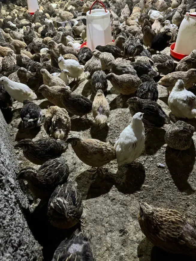 پرورش بلدرچین|حیوانات مزرعه|قائم‌شهر, |دیوار