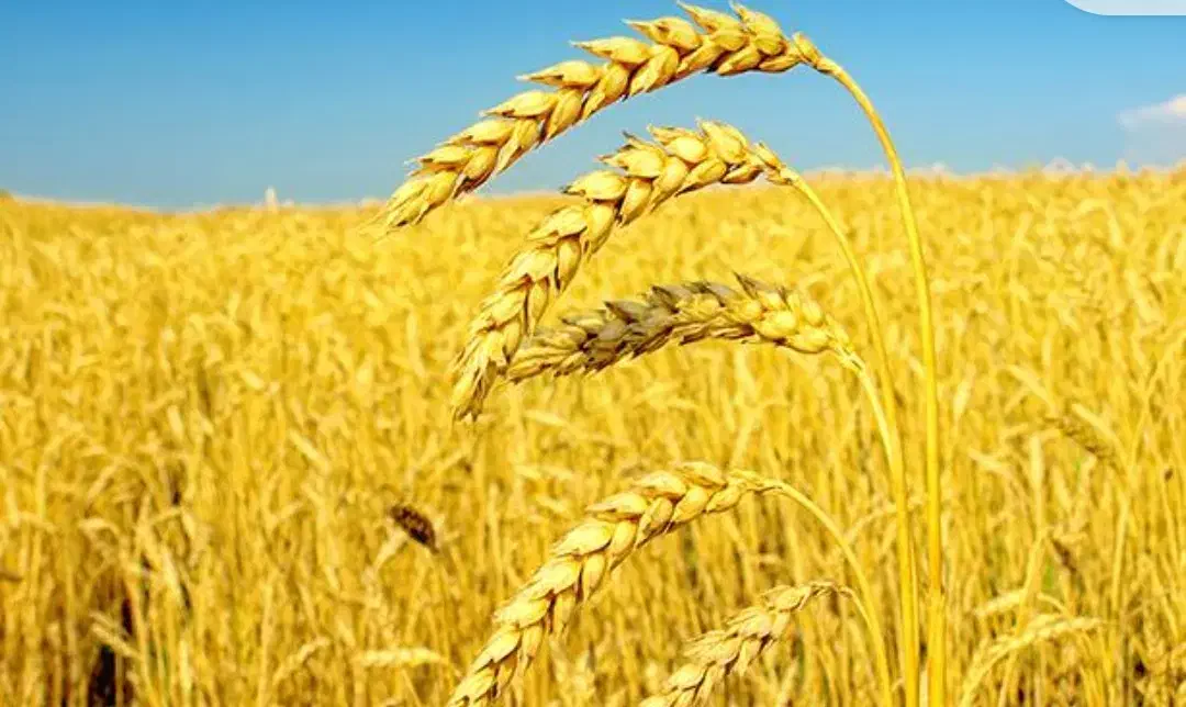 فروش انواع گندم درجه یک|خدمات باغبانی و درختکاری|اندیمشک, |دیوار