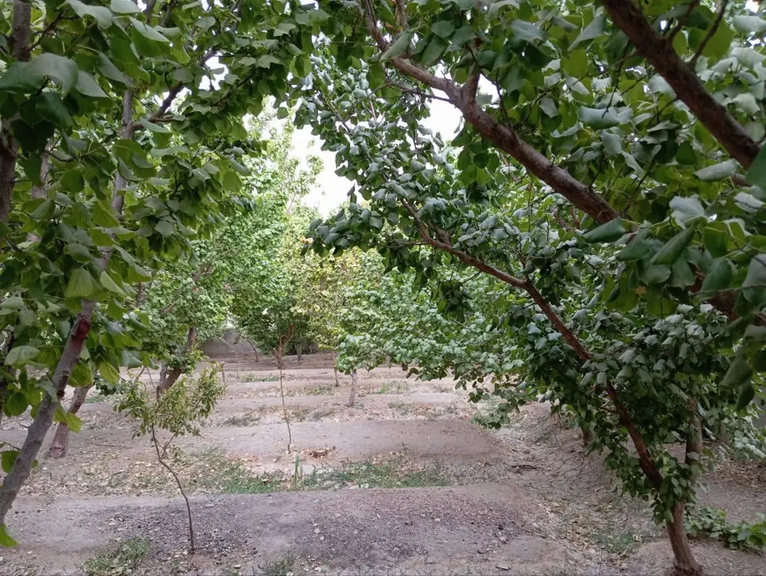 فروش باغ|فروش زمین و ملک کلنگی|اصفهان, راران|دیوار