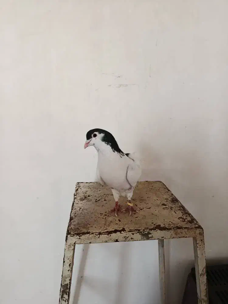 ساده نر|پرنده|شاهرود, |دیوار