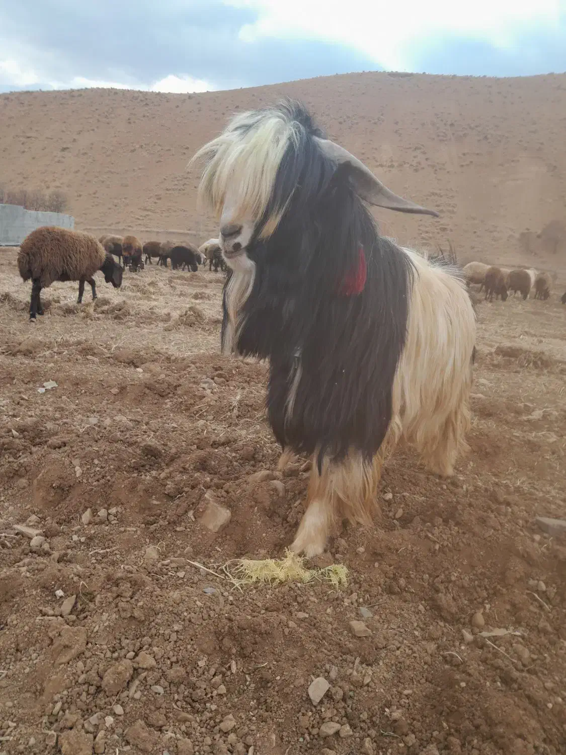 فروش چپش شهرکردی اصل|حیوانات مزرعه|چنارود, |دیوار