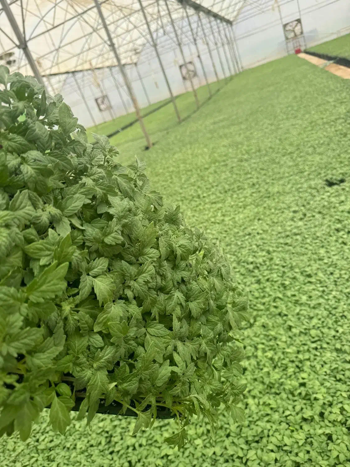 نشاا|خدمات باغبانی و درختکاری|جیرفت, |دیوار