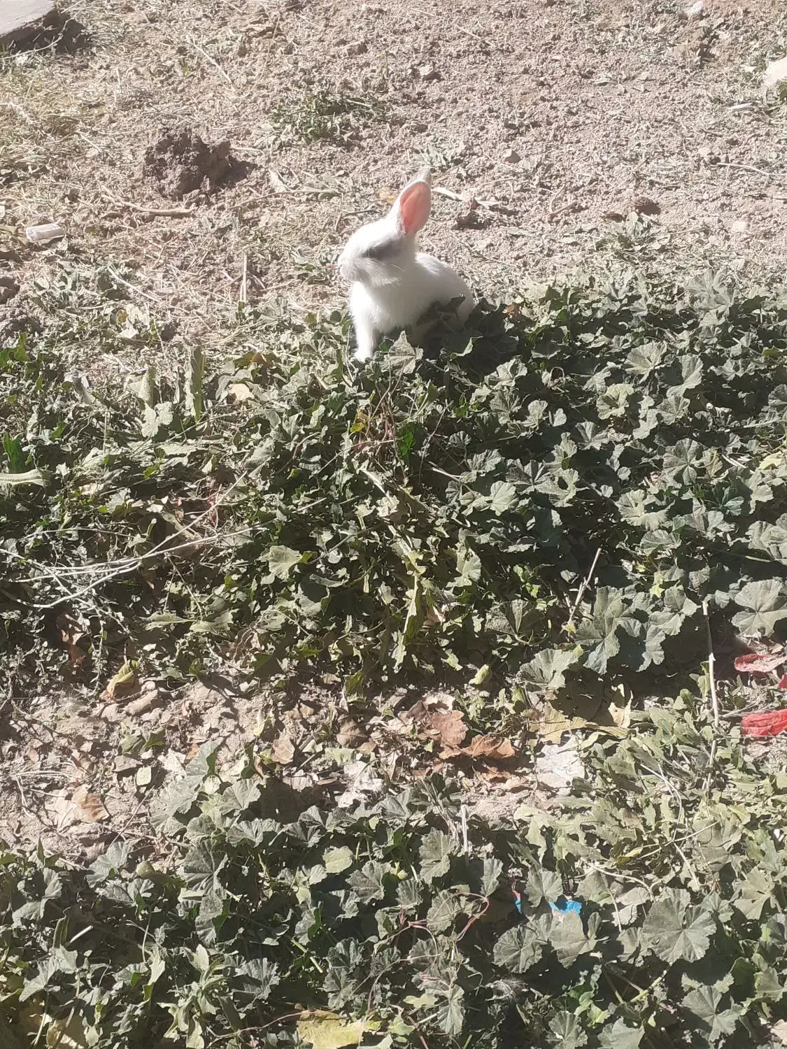 خرگوش نر|موش و خرگوش|سنقر, |دیوار