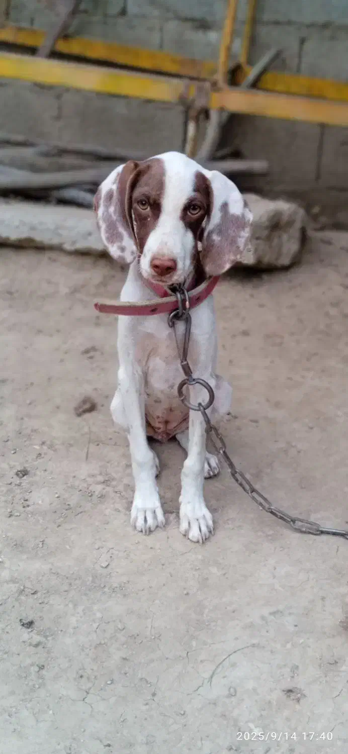 سگ شکاری|سگ|فراغی, |دیوار