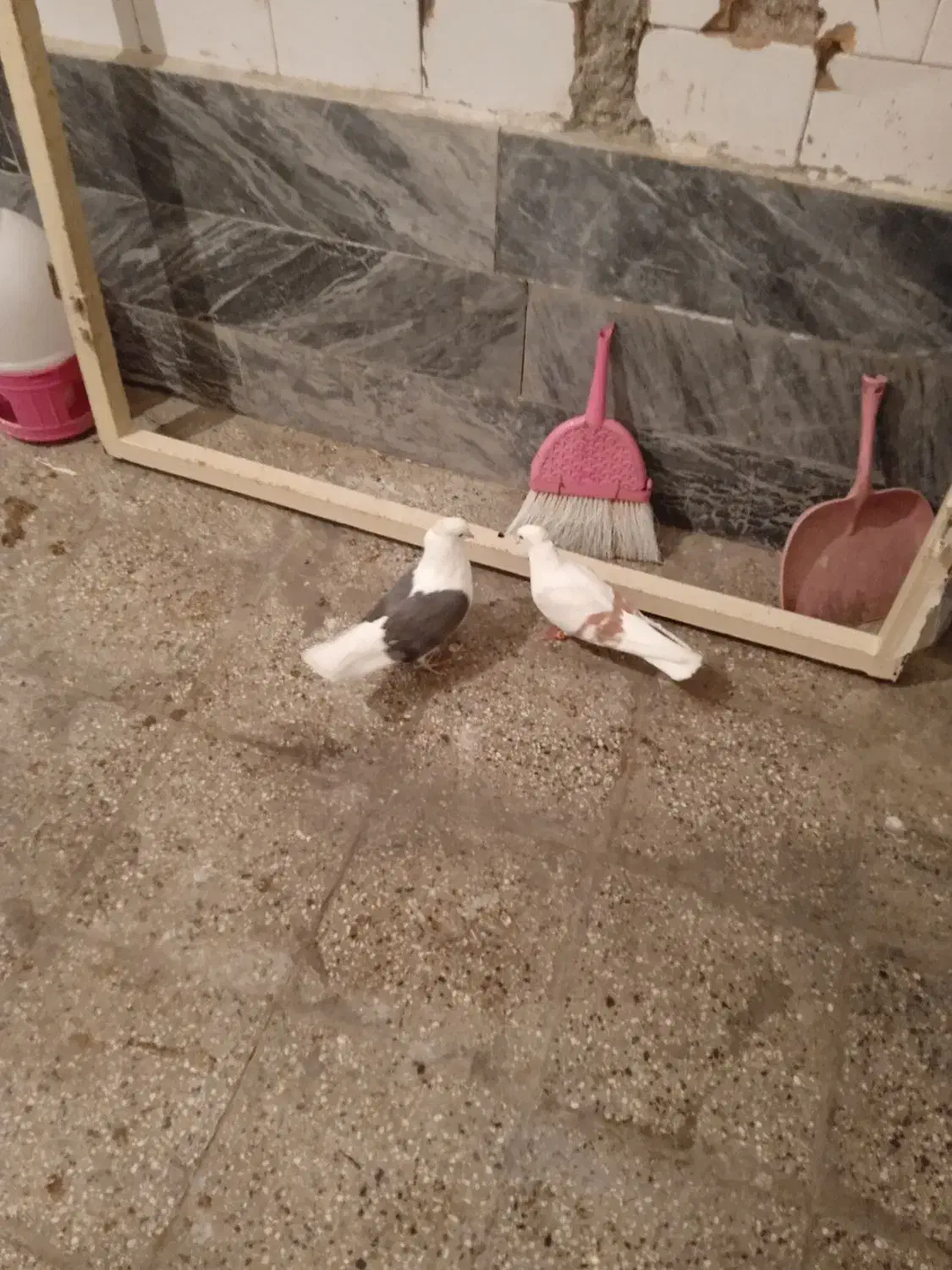 کفتر|پرنده|بروجرد, |دیوار