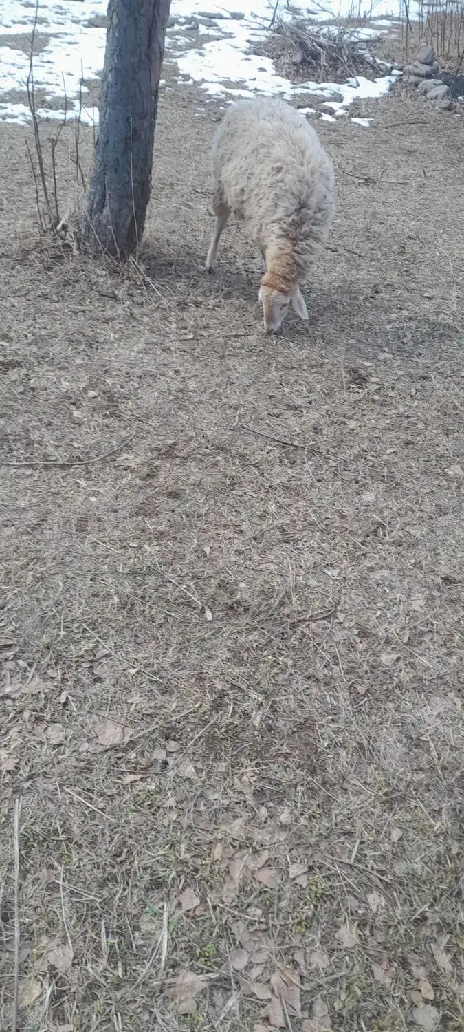 گوسفند بره توغلی|حیوانات مزرعه|مشگین شهر, |دیوار