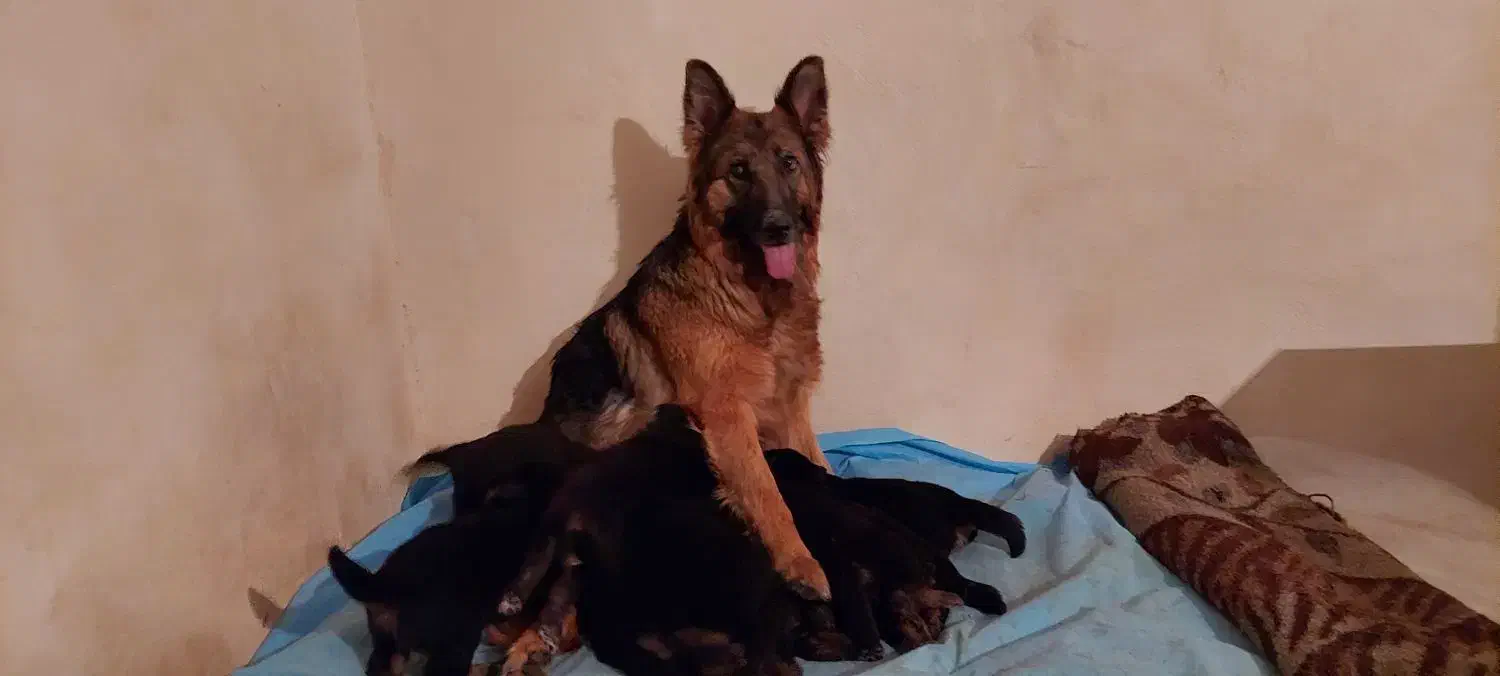 توله ژرمن شولاین ماده|سگ|شهریار, شهرک شاهد|دیوار