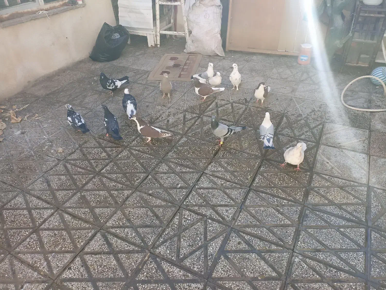 کفتر جفت رنگه|پرنده|مشهد, نیزه|دیوار